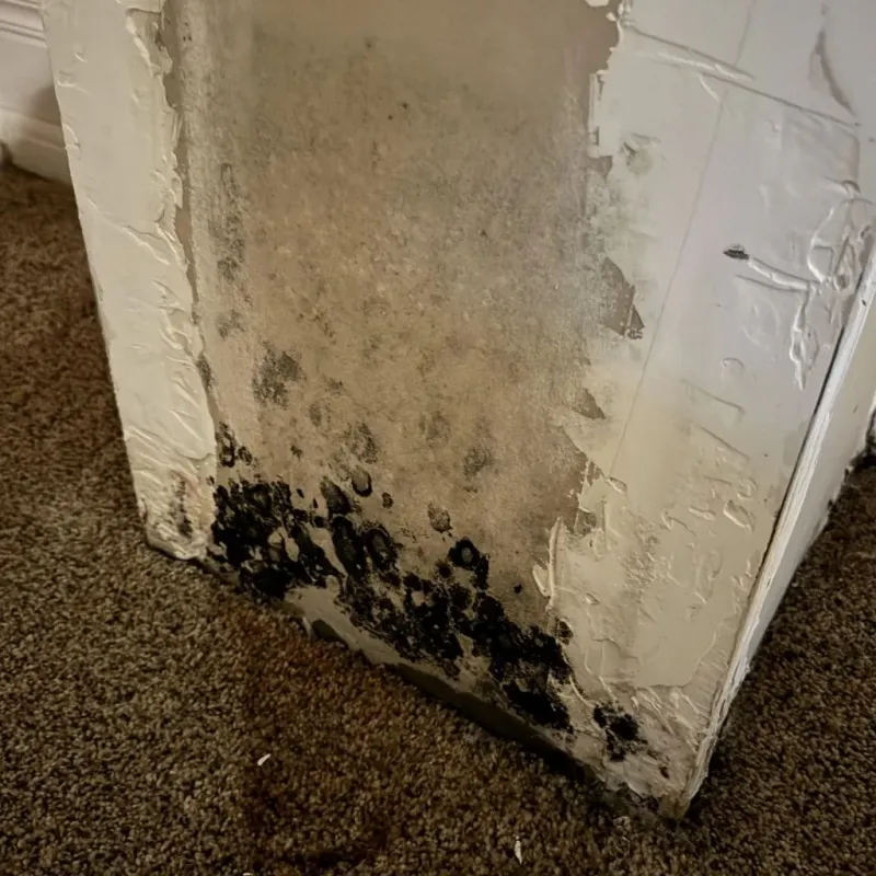 Professional Mold Removal in Wapello, IA